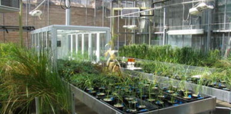 Consigen acelerar el proceso de floración de una planta usando el gen de un alga