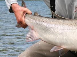 Pescadores: Ofertas de viaje en busca del Salmón Atlántico, con Pescatravel