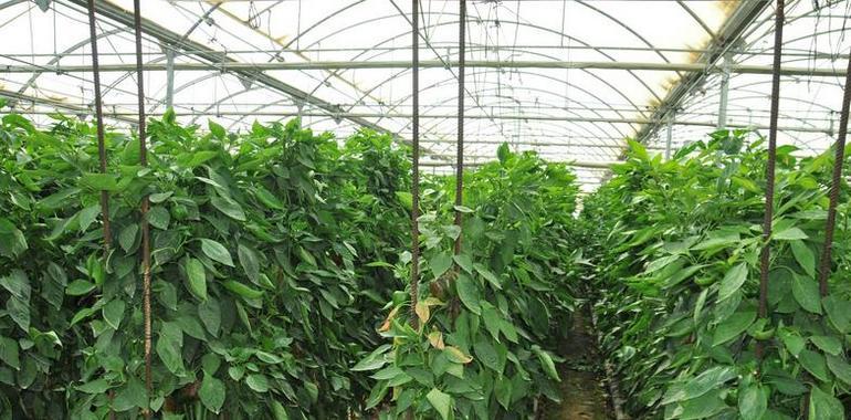 Control biológico de la plaga del taladro del maíz en mil hectáreas de cultivo de pimiento 