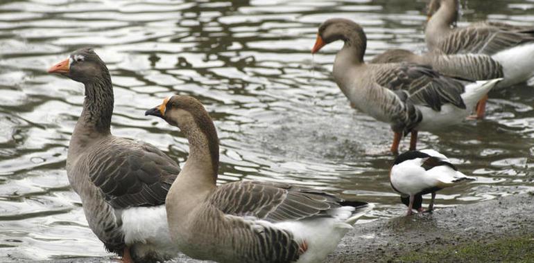 Las lagunas palentinas registran por primera vez tantos gansos como el parque de Doñana en invierno