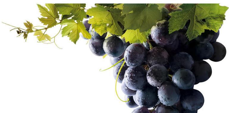Un complemento alimenticio hecho a partir de los polifenoles de la uva
