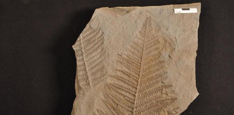 La casa del Parque de Las Médulas exhibe una muestra de fósiles vegetales hallados en la zona