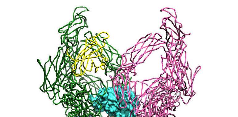 Un estudio desvela la estructura tridimensional de un compuesto inhibidor de proteinasas 