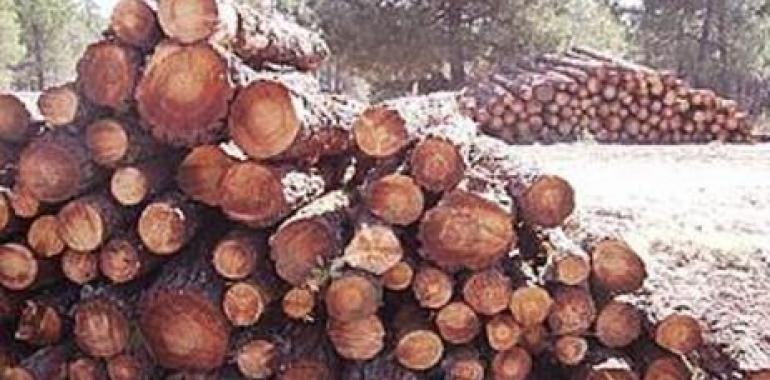 España está entre los países peor valorados de la UE en la lucha contra las talas ilegales