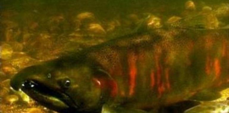 Describen el comportamiento de salmones juveniles sexualmente precoces