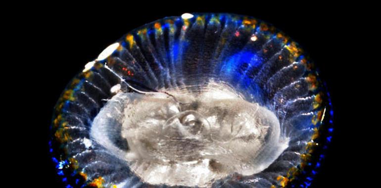 Un estudio cuestiona el aumento global de medusas 