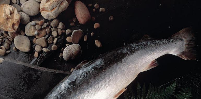 Día de la Pesca y la Caza en Coaña. Asturias