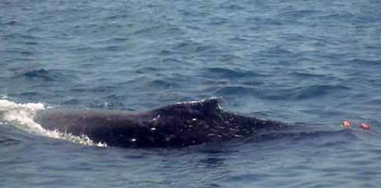Liberan una ballena atrapada entre redes de pesca en Veracruz