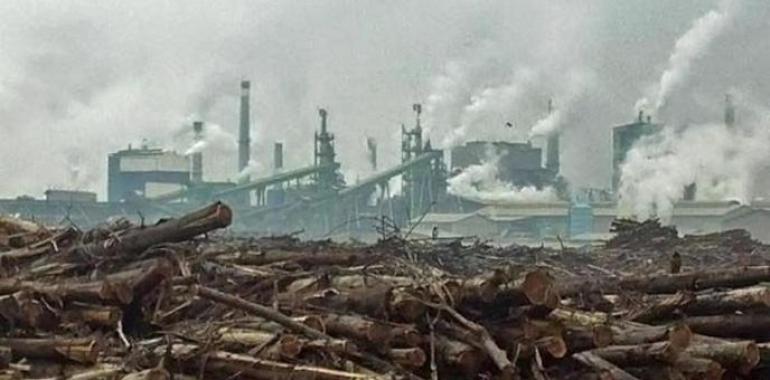 Denuncian que Asia Pulp & Paper usa madera de especies protegidas para papel 