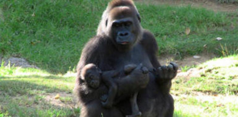 Gorilas y Humanos comparten el 98% del genoma