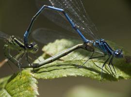¿El sexo reduce la biodiversidad?
