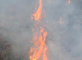 WWF pide la colaboración ciudadana en un año de alto riesgo de incendios forestales