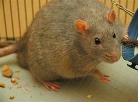 El salvado de arroz mejora la salud cardiovascular y previene la obesidad