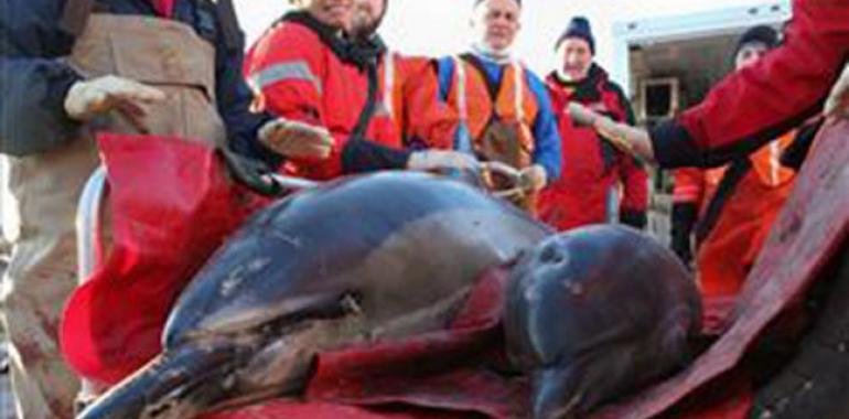 Salvados 30 delfines en una playa brasileña VÍDEO