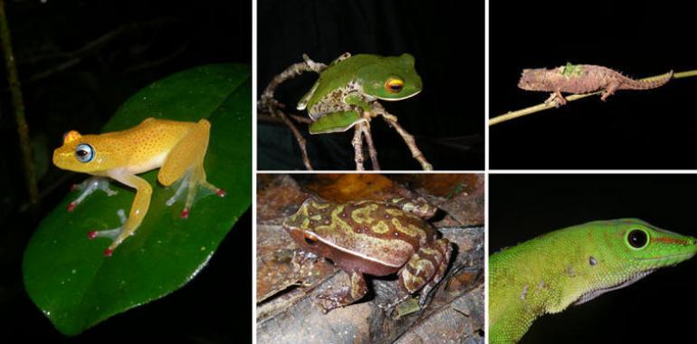 La fauna de Madagasgar llegó por dispersiones oceánicas tras la separación de los continentes 