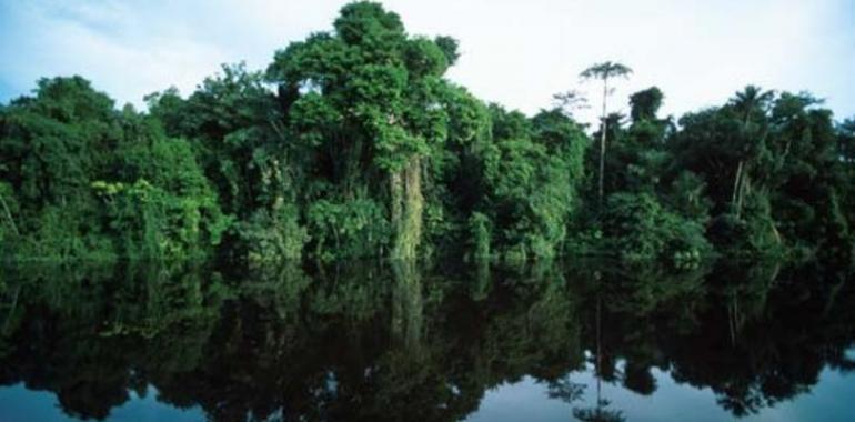 La Amazonia brasileña perdió una superficie mayor que Francia en los últimos 40 años