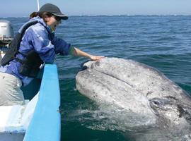 'Bárbara', una de las últimas ballenas grises, cruza el Pacífico luchando por la vida (VÍDEO)