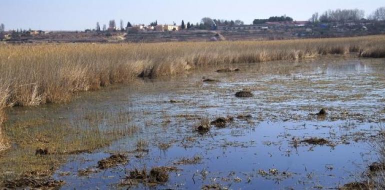 Actuaciones de mejora del hábitat para el avetoro en la laguna de Sariñena