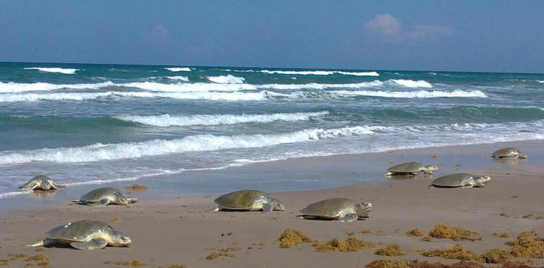 Más de 216 millones de crías de tortuga han sido liberadas en México en los últimos 6 años