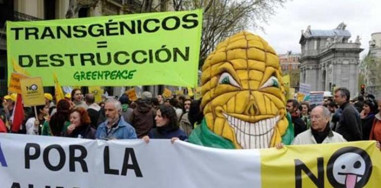 Exigen la prohibición del cultivo de maíz transgénico en España, como ha hecho Francia