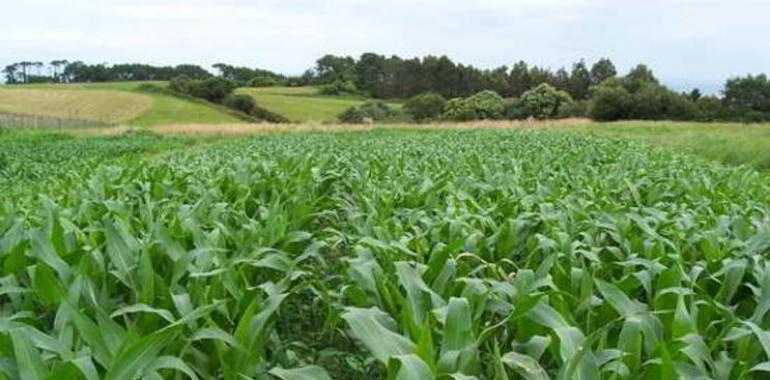 El SERIDA publica los resultados de la evaluación de variedades de maíz en 2011