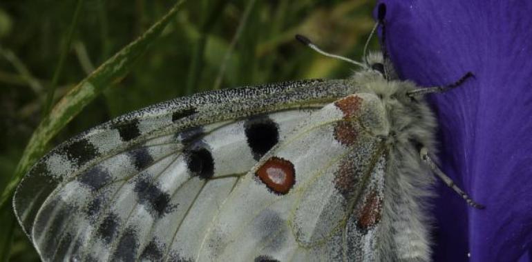 Murciélagos y mariposas en el Parque Nacional de Ordesa y Monte Perdido 