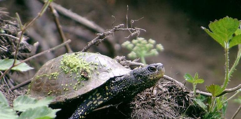Galicia quiere recuperar la tortuga común, la píllara de dunas y la escribenta das canaveiras