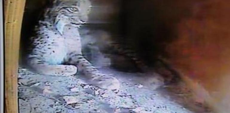 Los cachorros de lince ibérico nacidos en El Acebuche se pueden ver en directo por la red