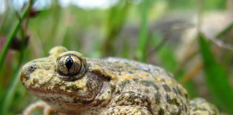 El tráfico perjudica a los anfibios asturianos