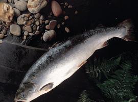 Navarra habilita 27.138 permisos para pescar trucha en la 'Región Salmonícola Superior' 