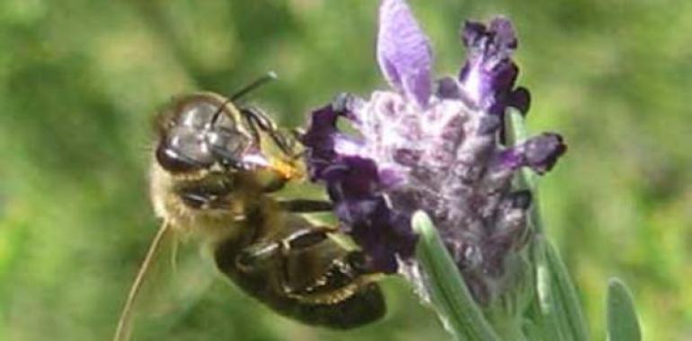 la UE reconoce la vital contribución de la apicultura para frenar la pérdida de biodiversidad