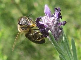 la UE reconoce la vital contribución de la apicultura para frenar la pérdida de biodiversidad