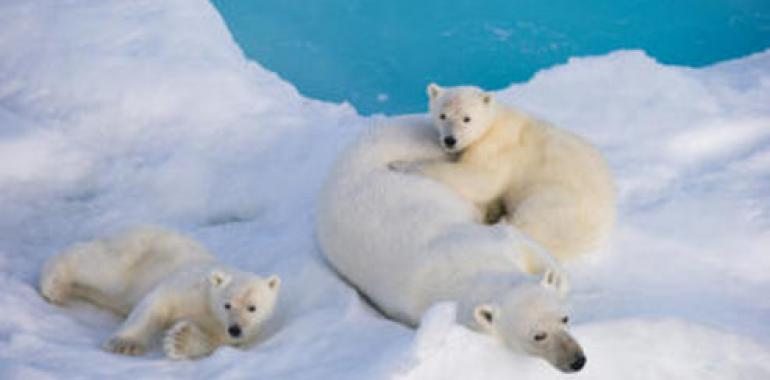 Los osos polares son unas cinco veces más antiguos de lo que se creía 