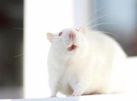 Experimentación animal para cosméticos, ¿una cosa del pasado?