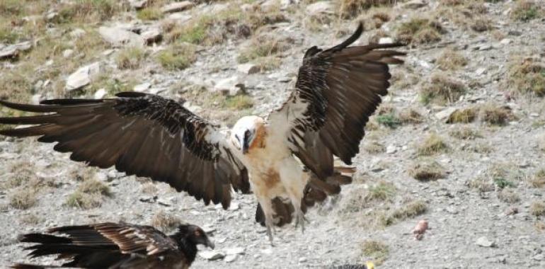 Atilano, el quebrantahuesos nacido en cautividad en Aragón, prepara su estancia en Picos de Europa