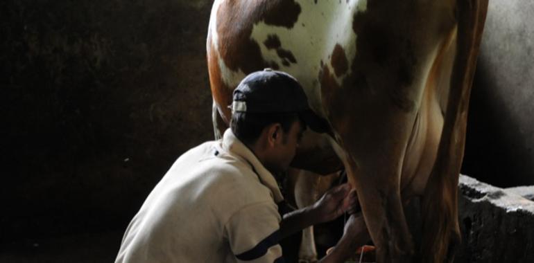 La peste bovina no matará más