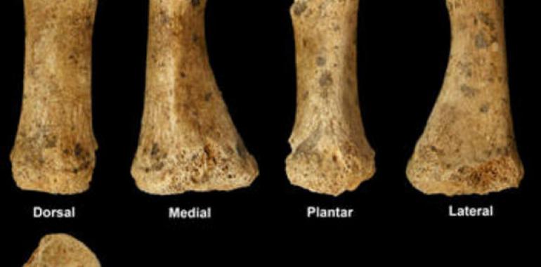 Descubren el primer resto óseo neandertal en uno de los yacimientos del Alto Valle del Jarama 