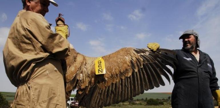 El programa de marcaje del buitre leonado alcanza los 644 ejemplares individualizados en Aragón