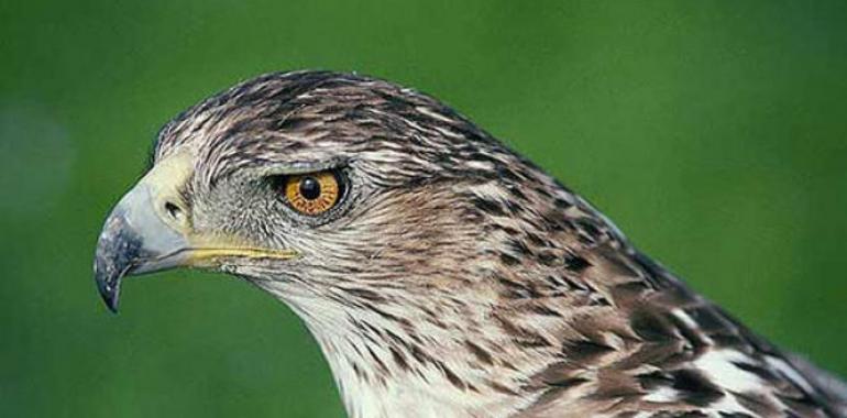 Mejora la situación del águila perdicera, una de las rapaces más amenazadas de España 