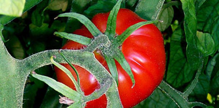 El tomate sí tenía la culpa, pero es un resistente universal