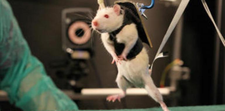 Ratas paralíticas vuelven a caminar