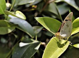 Madrid preserva El Regajal, una de las reservas de mariposas más importantes de Europa