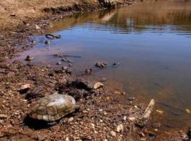Las feromonas ayudan a los galápagos a encontrar la pareja ideal