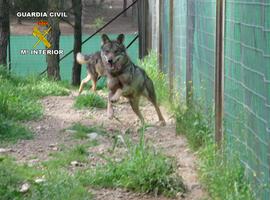 La Guardia Civil, con participación de Oviedo, recupera 5 lobos y un lince