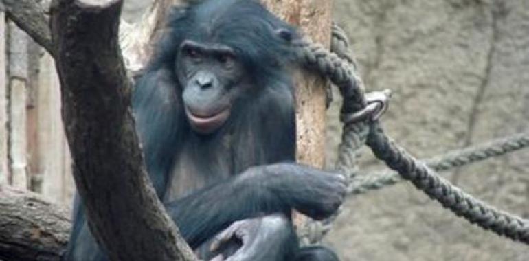 El genoma del bonobo completa el puzle genético de los homínidos