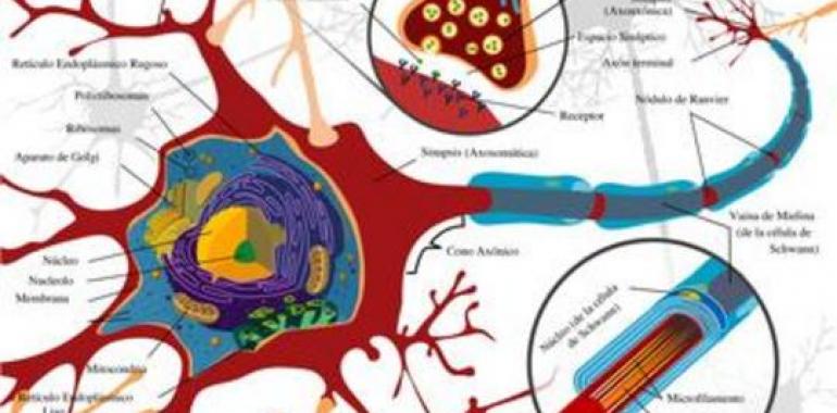 Establecen la relación entre dos mecanismos neuronales asociados al daño cerebral agudo