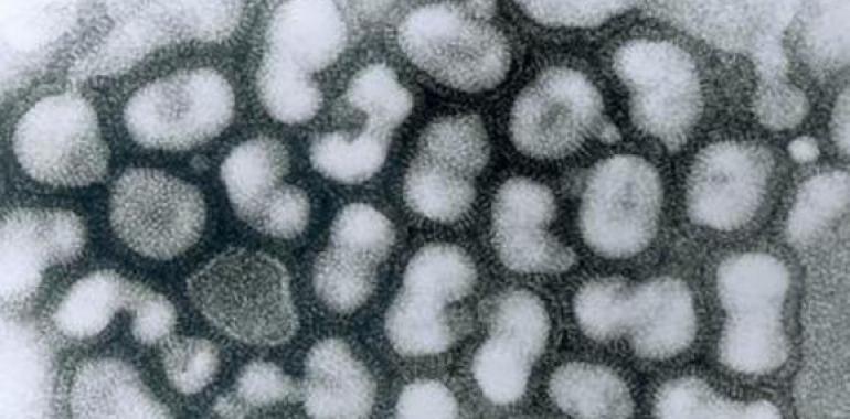 Las mutaciones del virus de la gripe aviar vetadas por EE UU salen a la luz