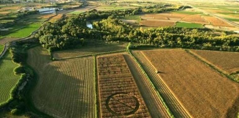 El maíz transgénico no tiene nada de ecológico