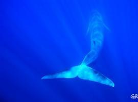 ¿Salvamos o cazamos a las ballenas?