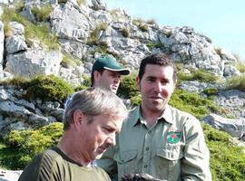 El quebrantahuesos 'Atilano' llega al Parque Nacional de los Picos de Europa 